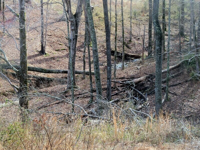 Fallen Trees in Forest