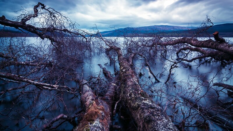 Fallen Trees in Lake — Blue, Dramatic