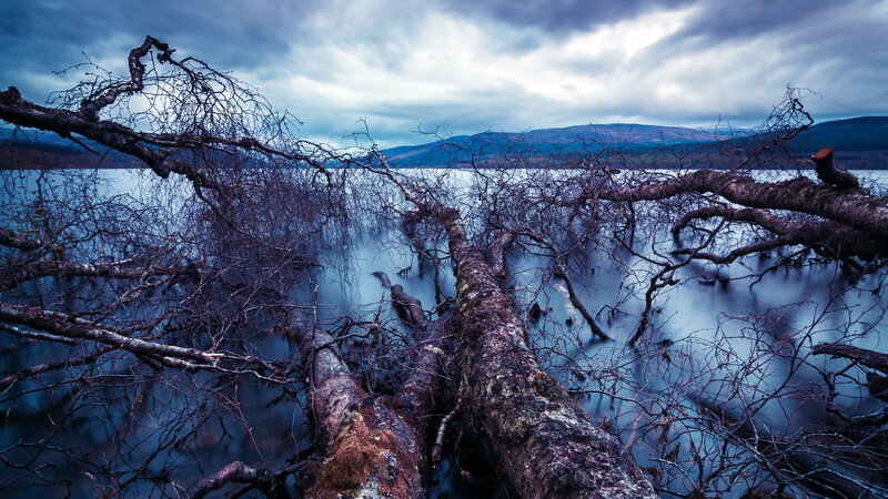 Fallen Trees in Lake — Blue