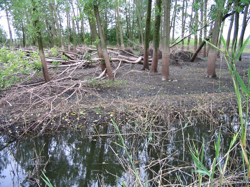 Fallen Trees in Wetland