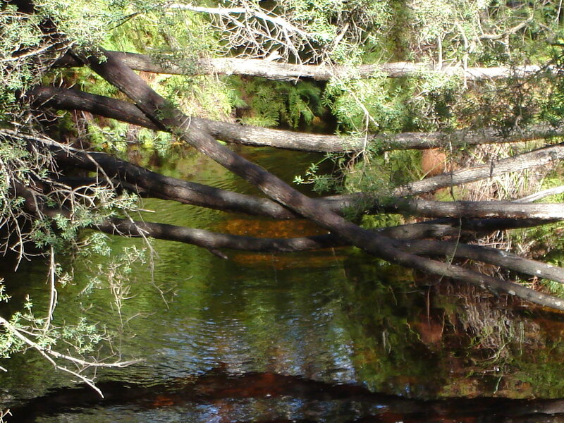 Fallen trees over a stream