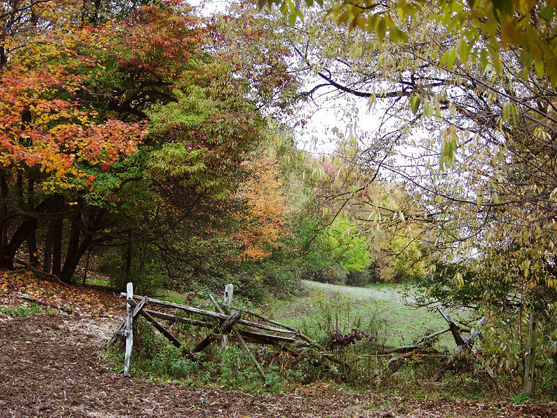 Fallen Wooden Fence