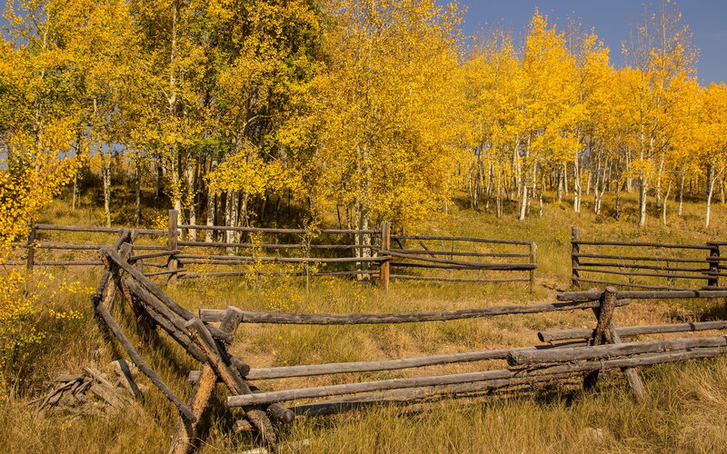 Fallen Wooden Fence — Yellow