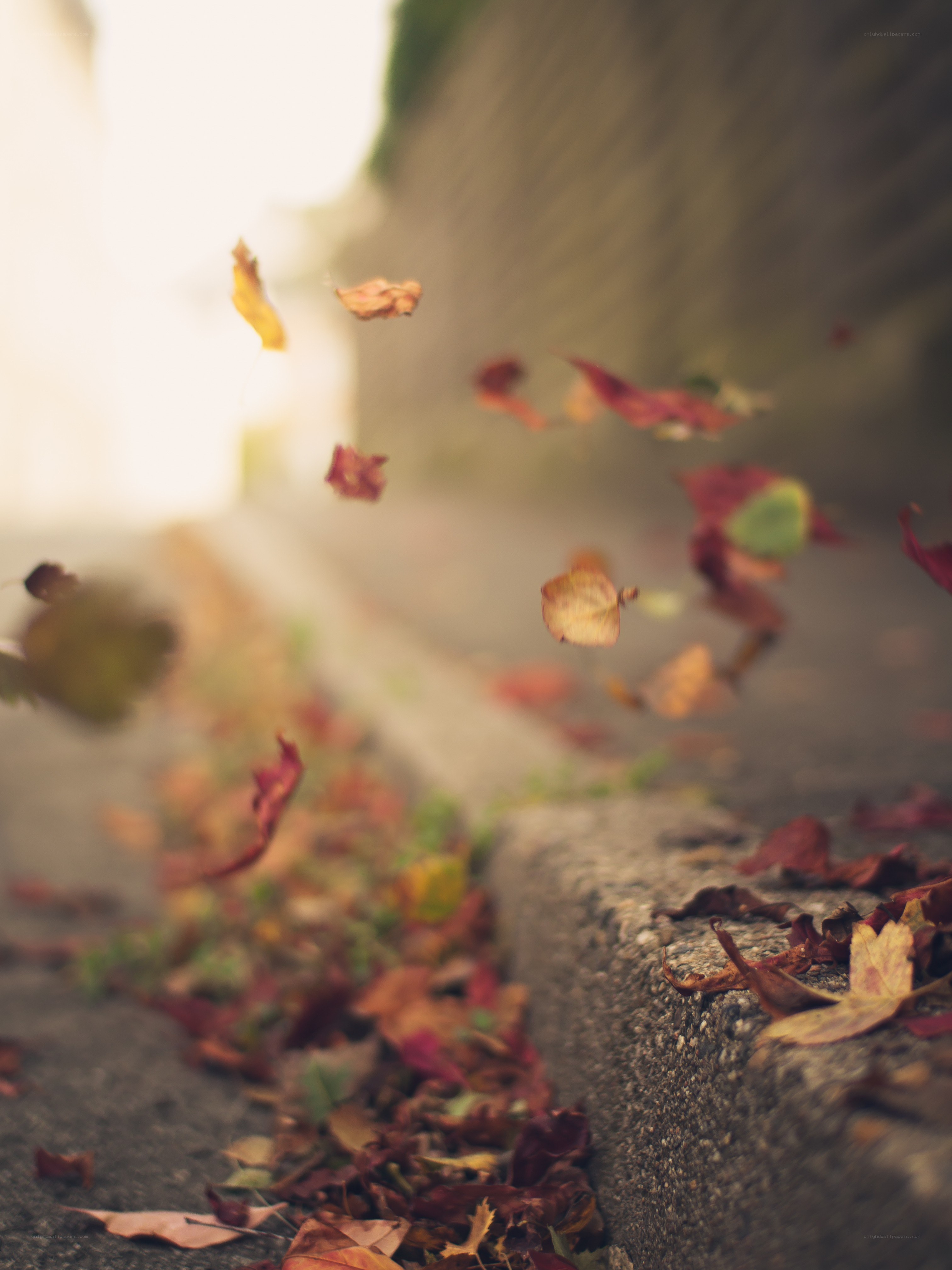falling autumn leaves