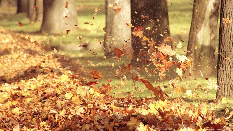 Falling Autumn Leaves — Brown, Calm, Photograph, Trees