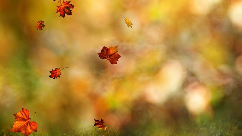 Falling Autumn Leaves — Orange, Serene, Photograph