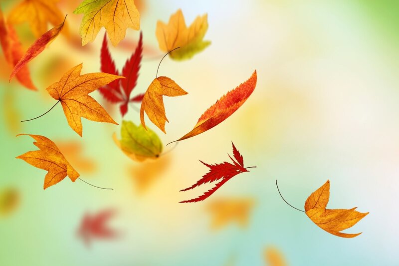 Falling Autumn Leaves — Orange, Serene