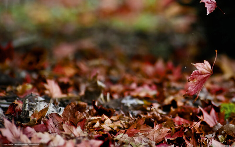 Falling autumn leaves