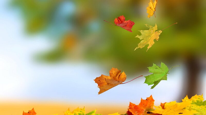 Falling Autumn Leaves — Yellow, Serene, Photograph