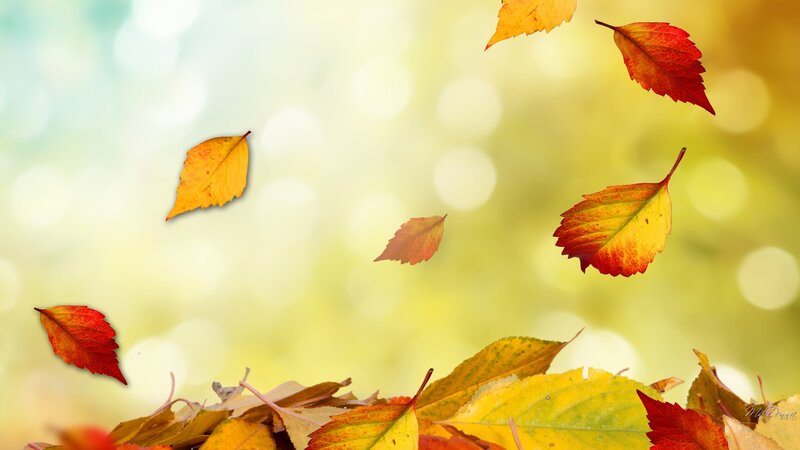 Falling Autumn Leaves — Yellow, Serene