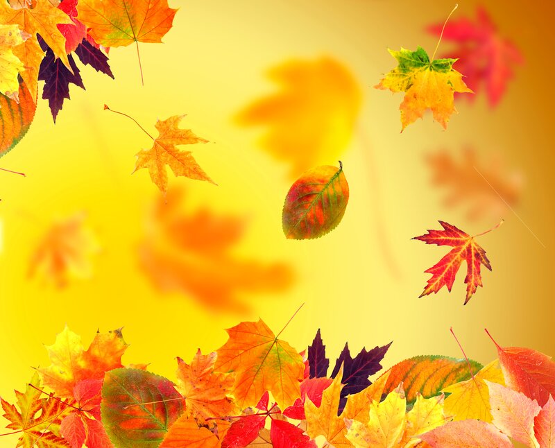 Falling Autumn Leaves — Yellow, Vibrant