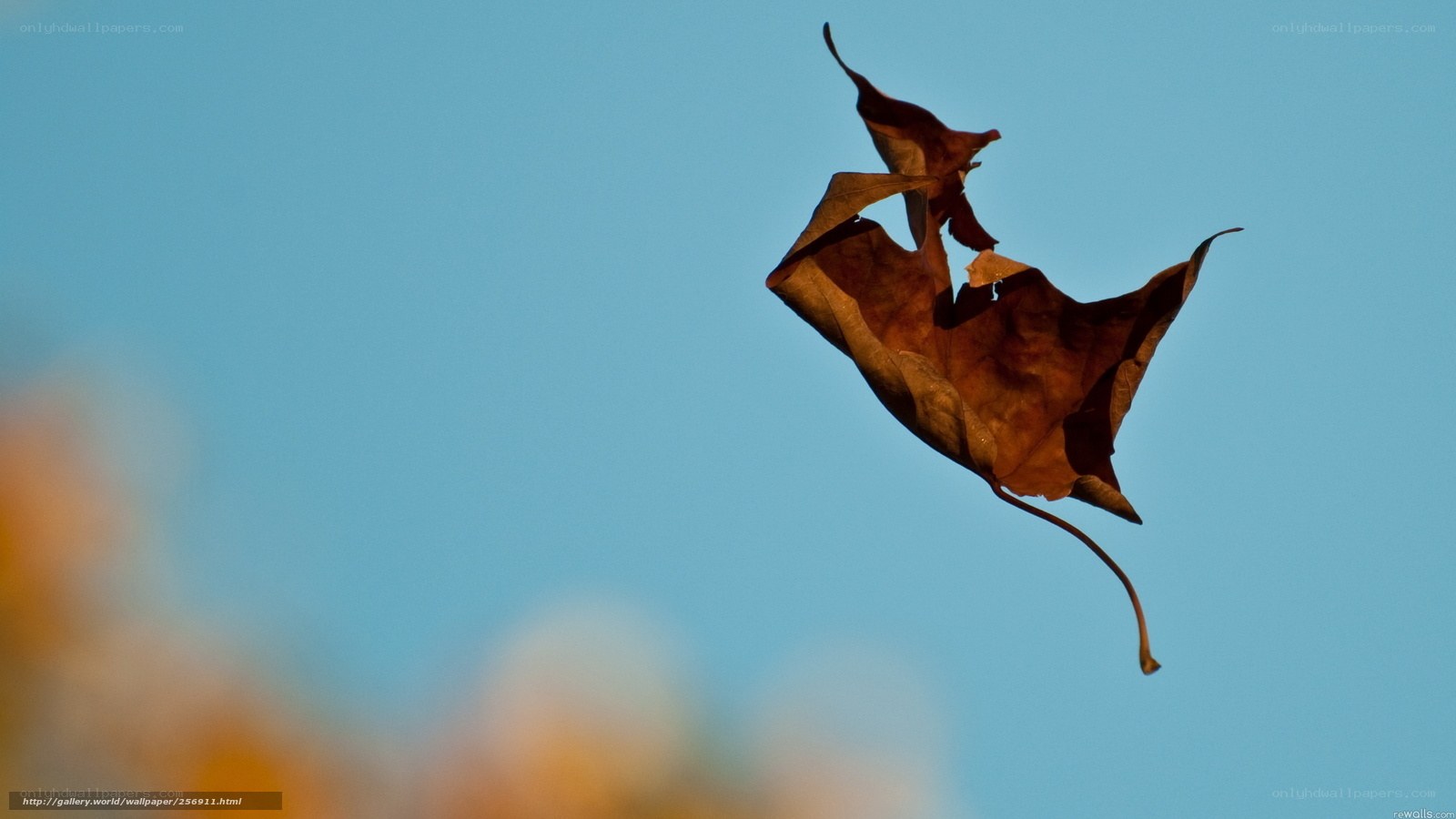 falling leaf against blue sky