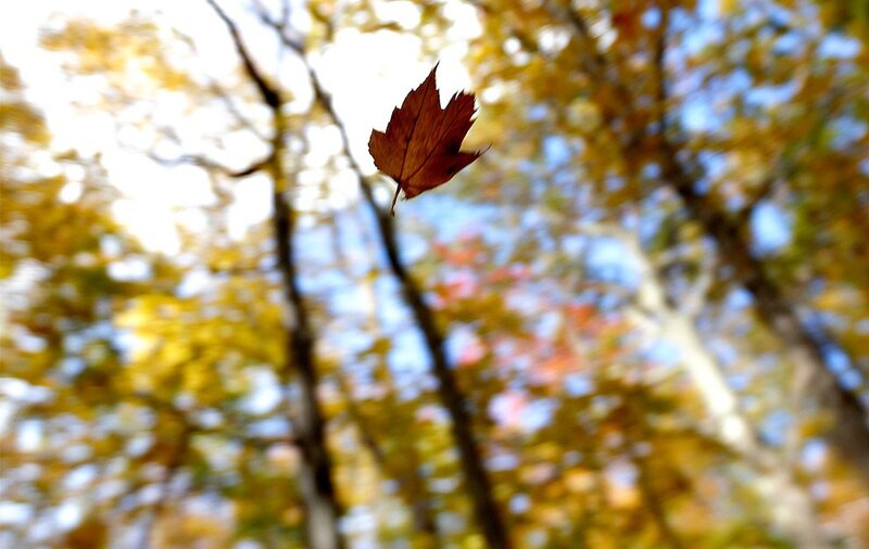 falling leaf in autumn forest