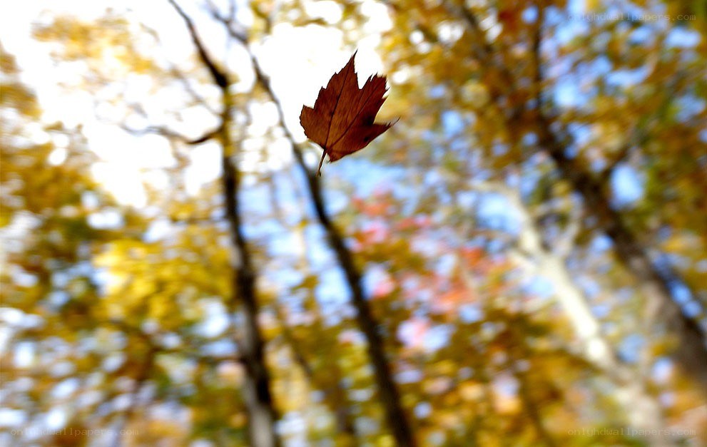 falling leaf in autumn forest