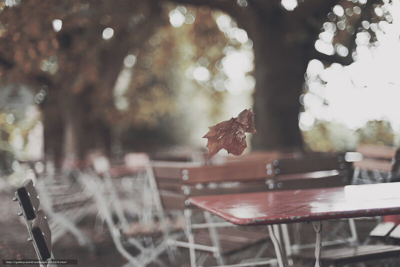 Falling Leaf in Park