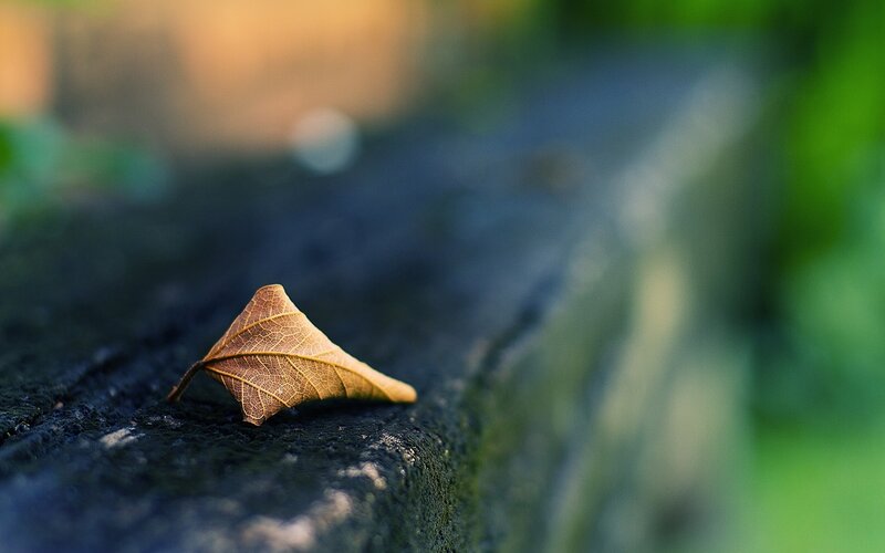 Falling leaf on stone