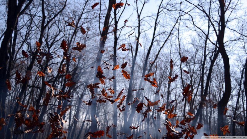 Falling Leaves in Forest