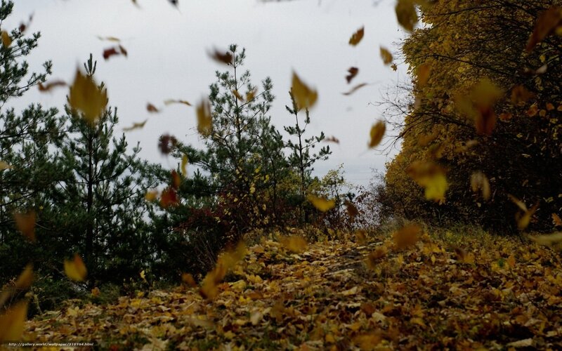 Falling Leaves in Forest — Yellow