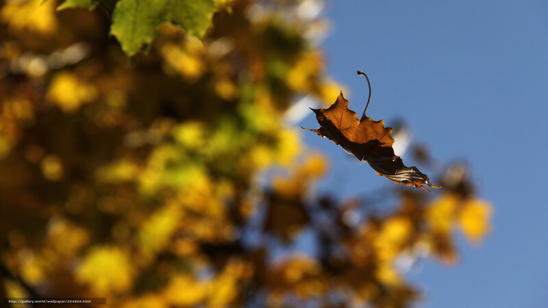 Falling Maple Leaf