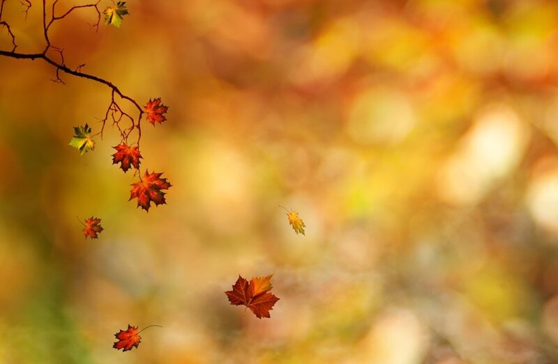 Falling Maple Leaves — Orange, Serene, Autumn, Photograph