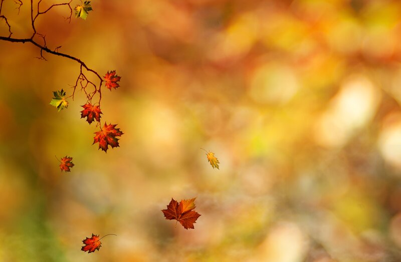 Falling Maple Leaves — Orange, Serene, Autumn, Photograph, Tree Branch