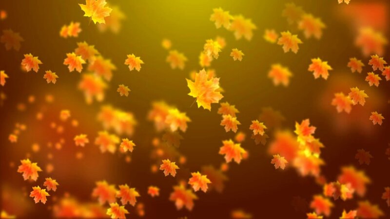 Falling Maple Leaves — Orange, Serene, Autumn