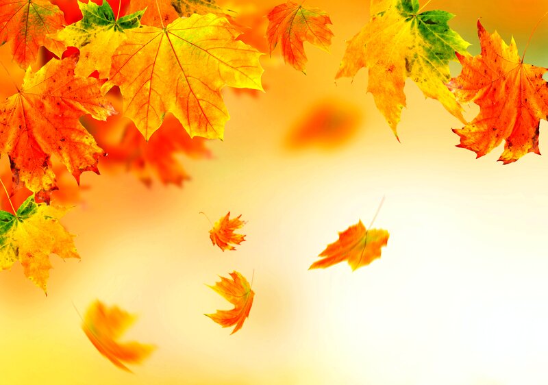 Falling Maple Leaves — Orange, Serene