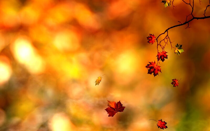 Falling Maple Leaves — Orange