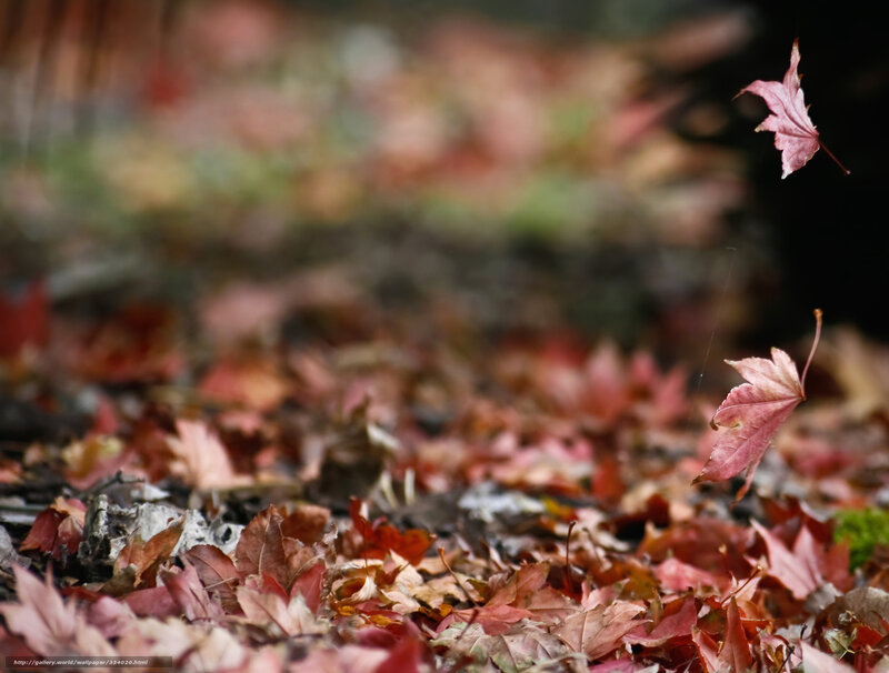 Falling Maple Leaves — Red, Serene