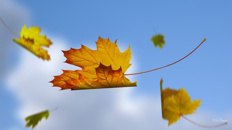 Falling Maple Leaves