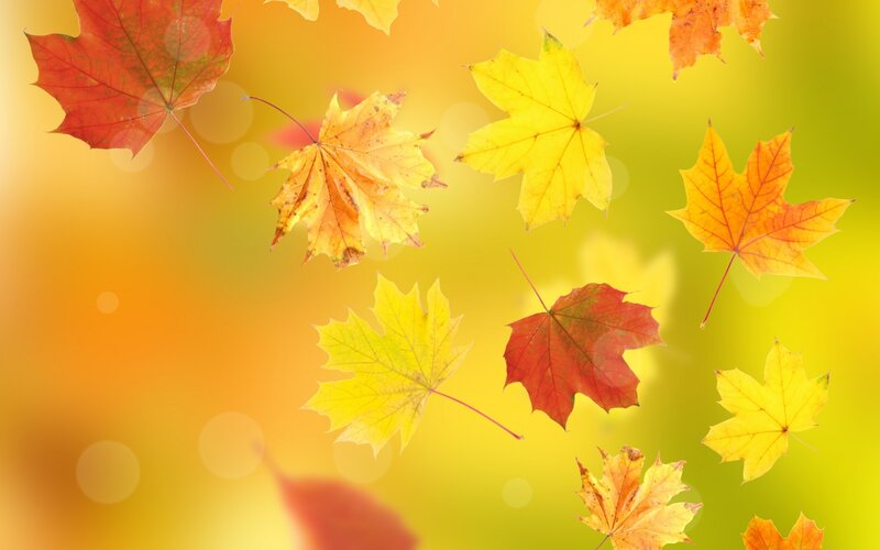 Falling Maple Leaves — Yellow, Serene, Autumn, Photograph, Bokeh