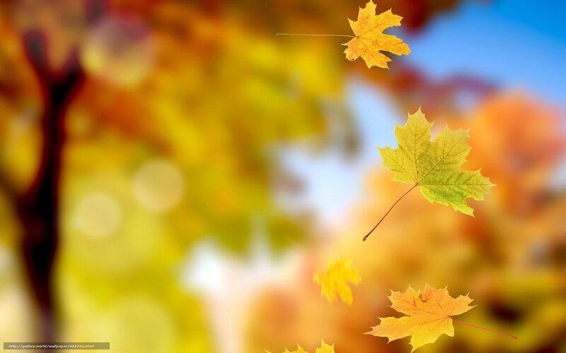 Falling Maple Leaves — Yellow, Serene, Autumn, Photograph, Sky