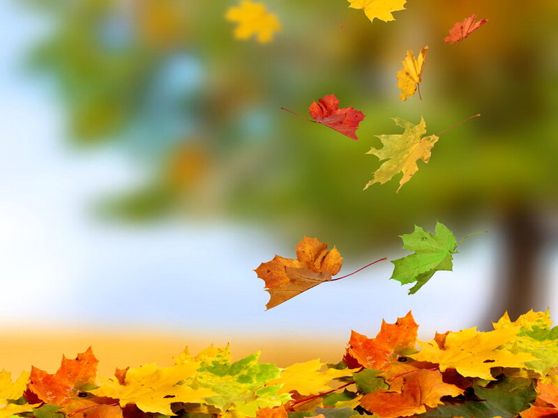 Falling Maple Leaves — Yellow, Serene, Autumn, Photograph