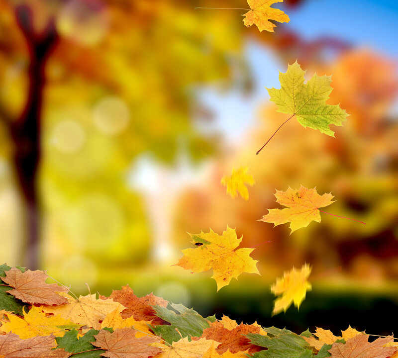 Falling Maple Leaves — Yellow, Serene, Autumn