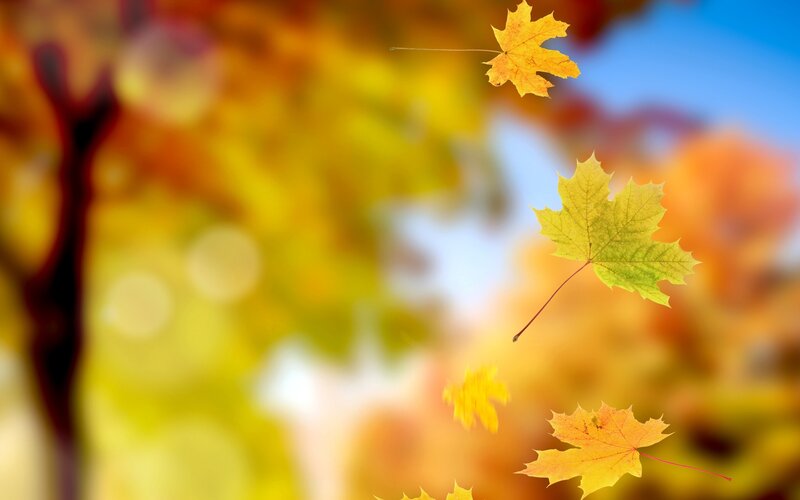 Falling Maple Leaves — Yellow, Serene