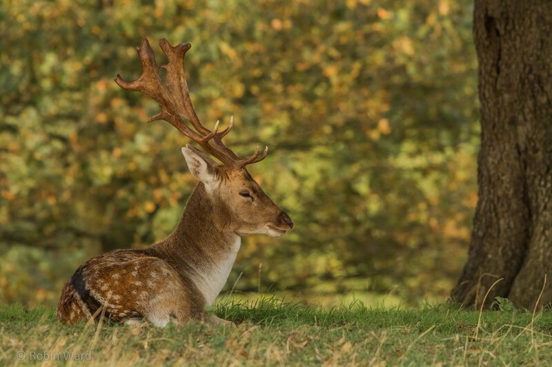 Fallow Deer Buck