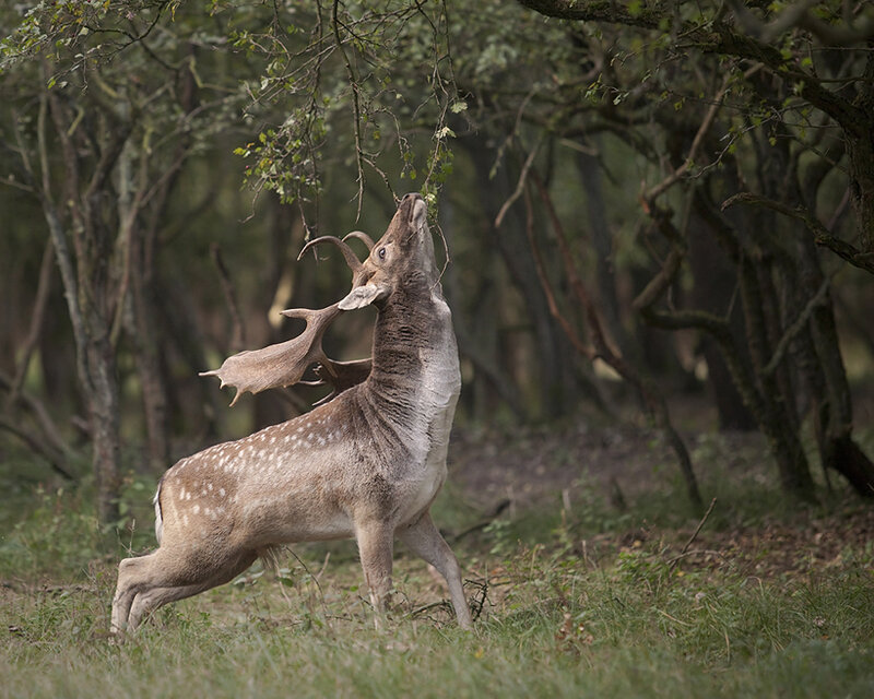 Fallow Deer Eating Leaves