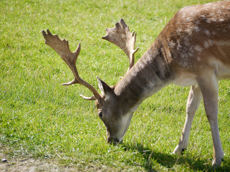 Fallow Deer Grazing — Green