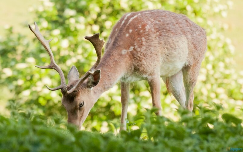 Fallow Deer Grazing