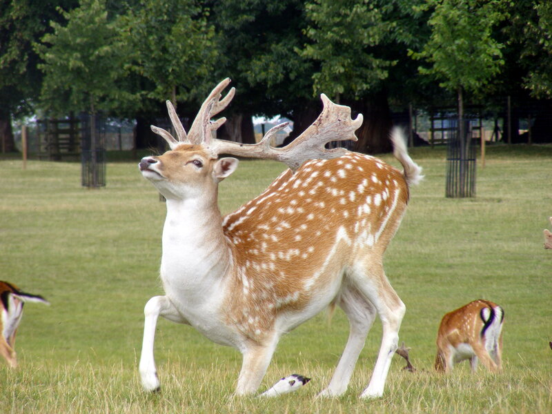 Fallow deer in a grassy field