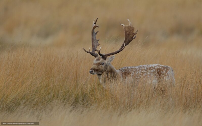 Fallow Deer in Field — Brown, Calm
