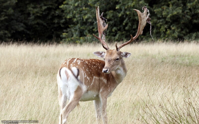 Fallow Deer in Field — Brown