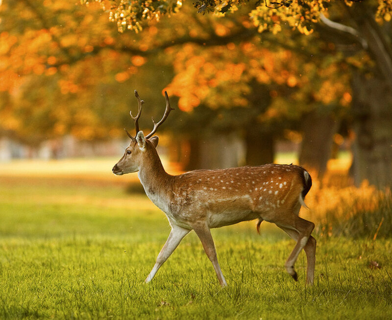 Fallow Deer in Field — Green