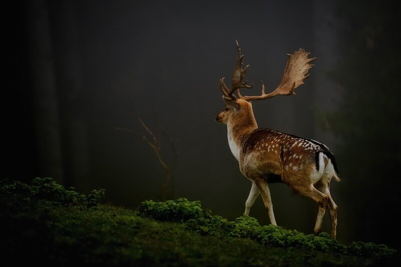 Fallow Deer in Forest — Green, Dramatic