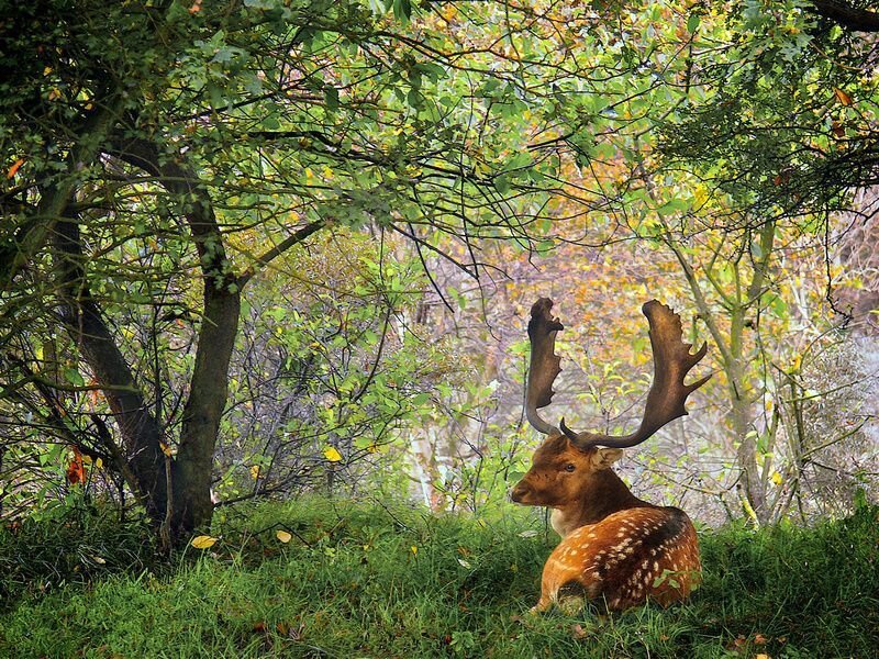Fallow Deer in Forest