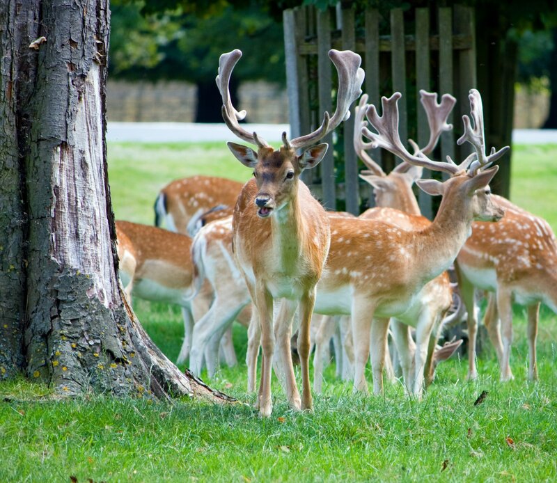 Fallow Deer in Grass