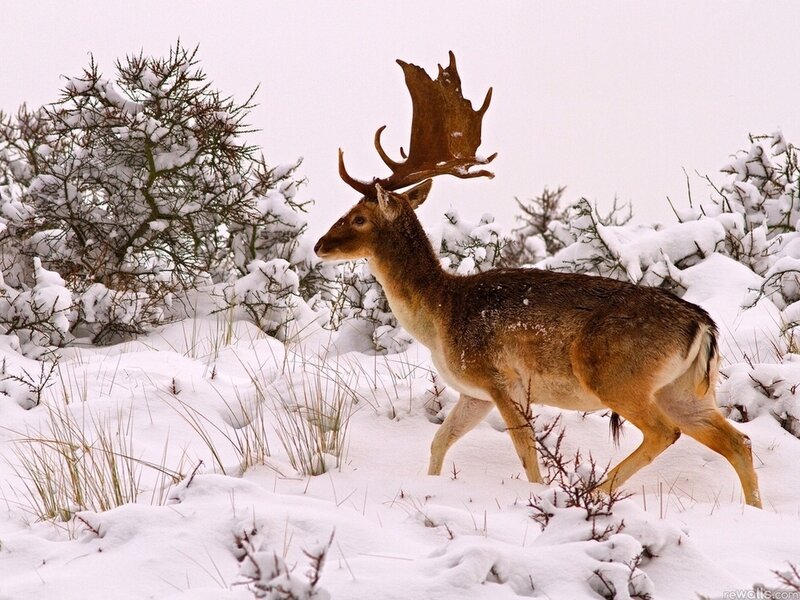 Fallow Deer in Snow