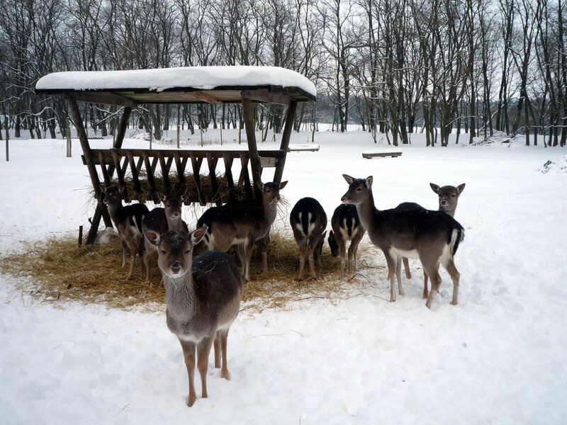 Fallow Deer in Snow — White, Calm