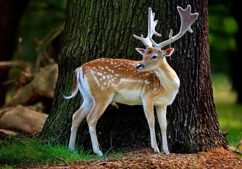 Fallow Deer Standing