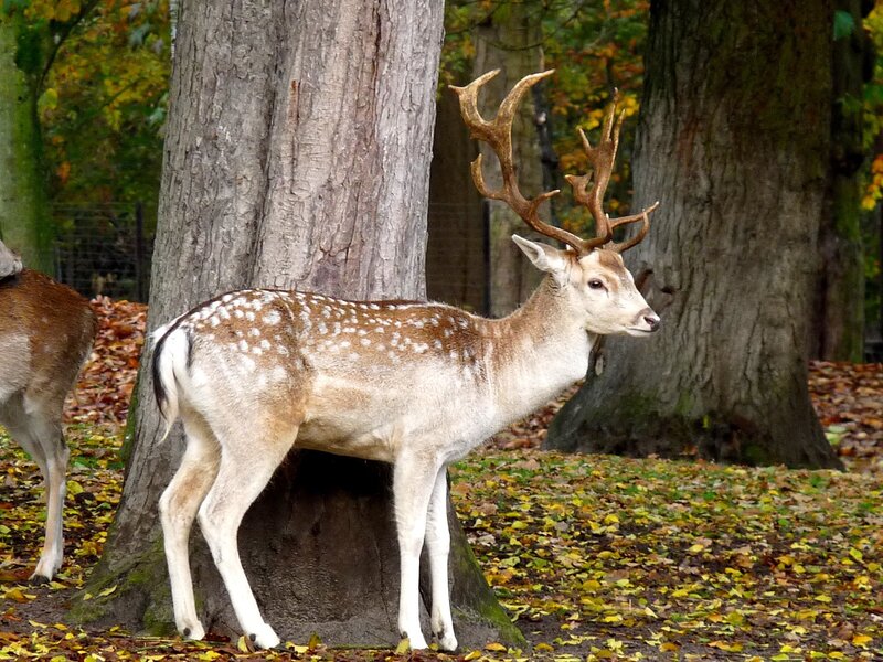 Fallow Deer with Antlers — Brown, Calm